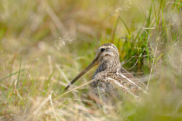 The Magellanic Snipe (Gallinago magellanica)