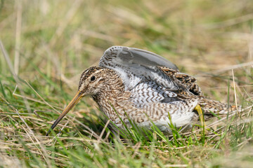 The Magellanic Snipe (Gallinago magellanica)