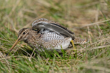 The Magellanic Snipe (Gallinago magellanica)