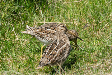 The Magellanic Snipe (Gallinago magellanica)