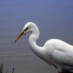 White Egret or Little Egret, scientific name Ardea alba and Casmerodius albus, eats the small fish it caught in the shore area of the lake