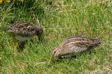 The Magellanic Snipe (Gallinago magellanica)