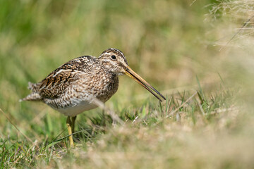 The Magellanic Snipe (Gallinago magellanica)
