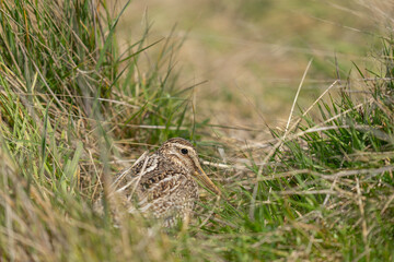 The Magellanic Snipe (Gallinago magellanica)