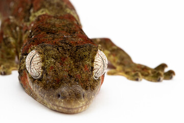 Gecko