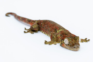 Gecko