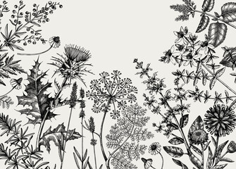 Hand-sketched herbs, flowers, weeds, meadows  background. Medicinal plants vintage frame. For herbal medicine, tea ingredients, packaging or banner.  - obrazy, fototapety, plakaty