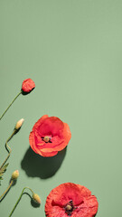 Red poppies. Flat lay on light green background. Simple composition, close-up on two flowers and bulbs. Abstract Springtime flower arrangement. - obrazy, fototapety, plakaty