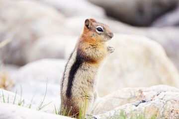 カナダバンフのシマリス