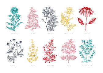 Medicinal herbs collection. Vector set of hand-drawn summer herbs, wildflowers, weeds, and meadows. Vintage aromatic plant illustrations.  - obrazy, fototapety, plakaty