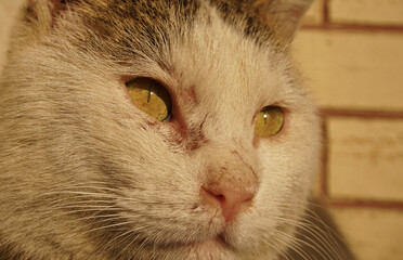 A cat wounded during a fight