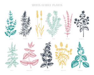 Mint family plants illustrations in color. Hand sketched aromatic and medicinal herb Botanical design elements. Herbal tea ingredients. Mints in vintage style.  - obrazy, fototapety, plakaty