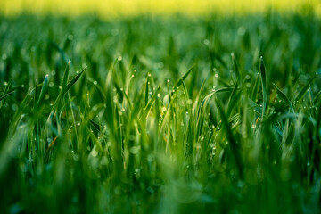 Wet grass in the spring. Rural sceney of a green field. Water droplets on the grass spikes. Closeup of the grass in spring.