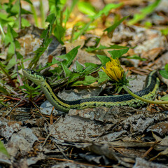 Grass snake and dandelion 