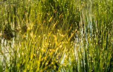 A beautiful spring scenery of woodland in Northern Europe. Natural light.