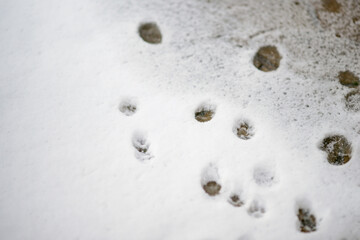 Background with cat paw prints in wet white snow