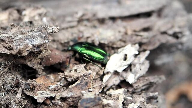 Beautiful metallic green scarab bug known as the June Beetle (Cetonia aurata) crawling on the wood of cutted tree trunk in the forest in HD VIDEO. Close-up.