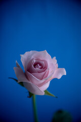 Fototapeta premium pink rose on blue