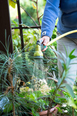 woman's hand watering hydrangeas plants in pots from a hose
