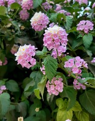 pink hydrangea flowers