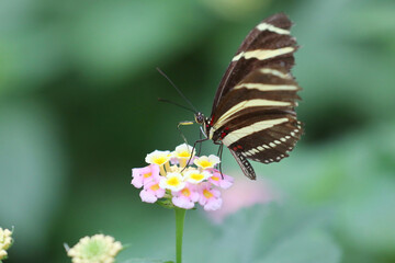beautiful black butterfly with bright spots on a pink flower and a green background