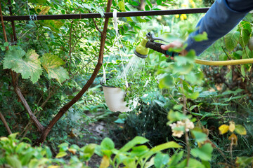 woman's hand watering plants in pots from a hose