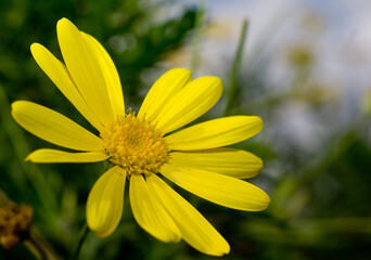 Obraz premium Euryops chysanthemoides