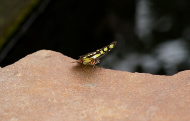 a beautiful yellow-brown butterfly sits on a stone with a place for an inscription © Małgorzata-Alishia