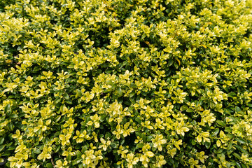 キンメツゲの新芽