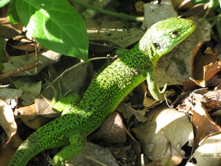 Fototapeta premium Lézard vert occidental (lacerta bilineata) en gros plan (forêt de Sauveterre, Vendée)