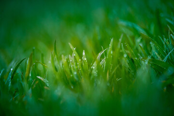 Wet grass in the spring. Rural sceney of a green field. Water droplets on the grass spikes. Closeup of the grass in spring.