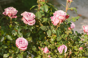 Bush of pink roses with blooming buds in the summer garden.