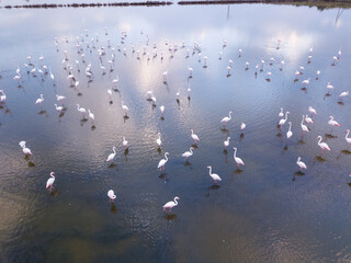 Group of Pink Flamingos in a pond and sky reflection on the water.