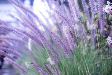 Grass flowers in nature background.
