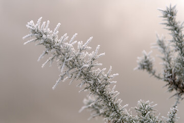 Frost covered gorse branch
