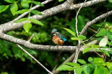 初夏のカワセミ