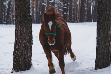 horse in winter