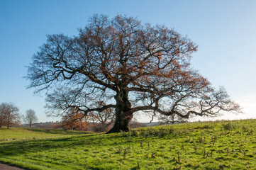 Fototapeta na wymiar Oak tree in the springtime field