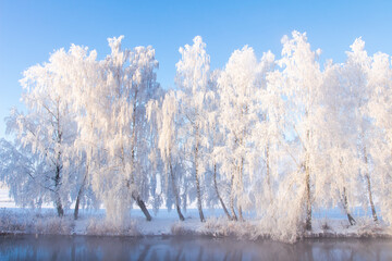 Winter nature. Scenic snowy trees on river shore in winter. Frosty morning nature landscape with clear blue sky