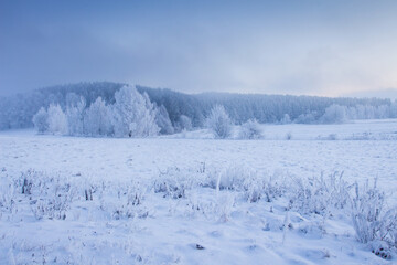 Winter snowy field. White scenic nature landscape. Land covered by snow. Hoarfrost on branches
