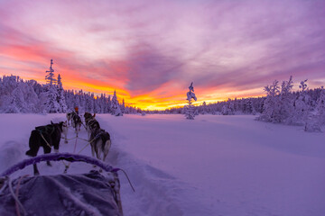 beautiful red sunset during a day of dog sledding with huskies.