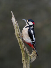 Great-spotted woodpecker, Dendrocopos major
