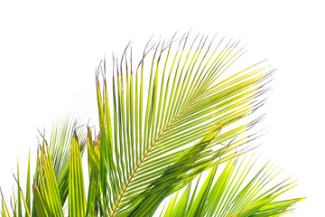 Fototapeta premium Tropical leaves on white background. Palm leaves pattern. Green cocos palm leaves. Exoticism concept.