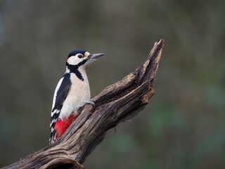 Great-spotted woodpecker, Dendrocopos major