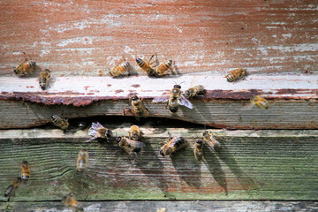 Bees buzzing around a hive