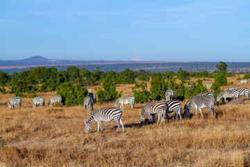 Herd of zebras graze dry African savannah, rear of animals. Ol Pejeta Conservancy, Kenya, Africa. Common plains zebras ( Equus quagga) seen on African safari with blue sky © Nicola.K.photos