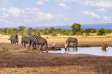 Zebra group drink at waterhole in Ol Pejeta Conservancy, Kenya. Equus quagga with young zebra foal, beside two Yellow billed stork birds in African savanna landscape