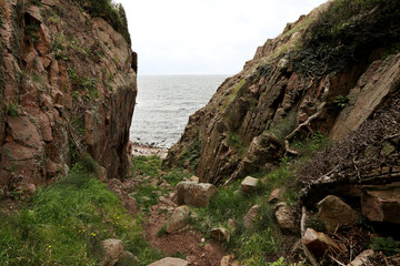 tree on the rocks