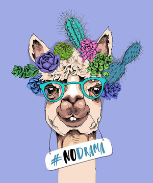 Funny poster. Portrait of Llama in a green glasses and with a succulent and cacti flowers. #No drama - lettering quote. Humor card, t-shirt composition, hand drawn style print. Vector illustration.