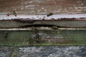 Bees buzzing around a hive